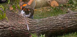 Best Tree Maintenance Programs  in Nokomis, FL
