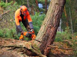 Lawn Pest Prevention in Nokomis, FL