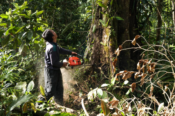 Best Stump Grinding and Removal  in Nokomis, FL