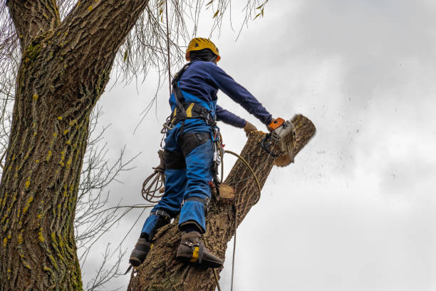 Best Arborist Consultation Services  in Nokomis, FL